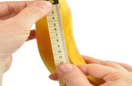 The normal dimensions of the penis